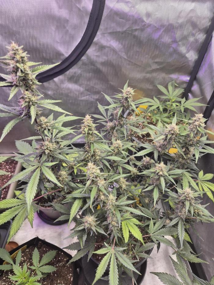 Gorilla Cookies Auto by FastBuds. Week 9