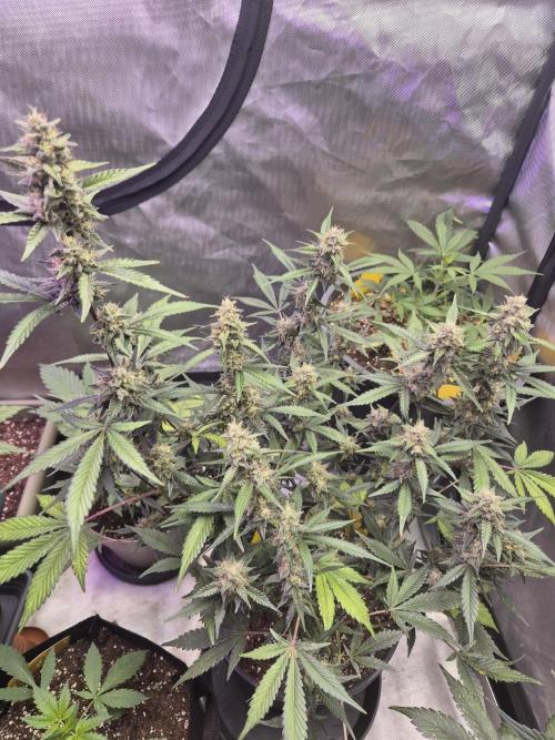 Gorilla Cookies Auto. Week 9