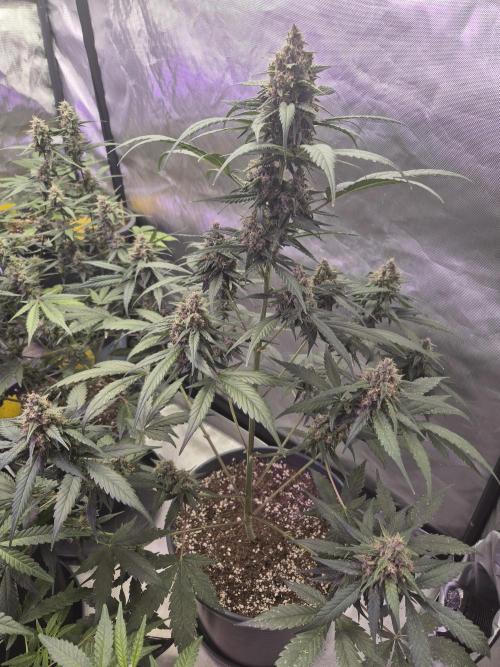 LSD-25 by Fastbuds🔆. Week 8