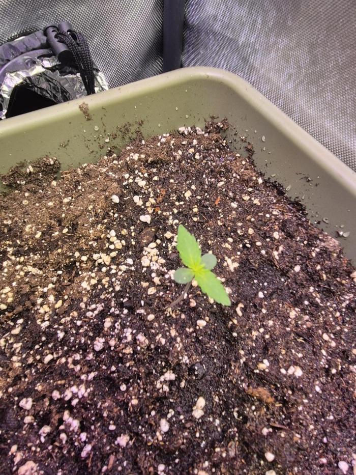 Mendo Cherry Cookies Auto(FastBuds). Week 1