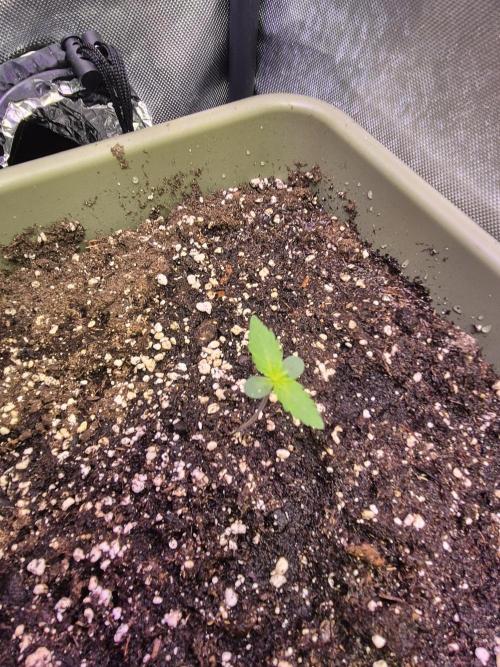 Mendo Cherry Cookies Auto. Week 1