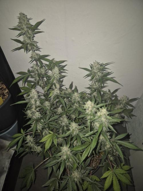 Gorilla Cookies Auto by FastBuds. Week 10