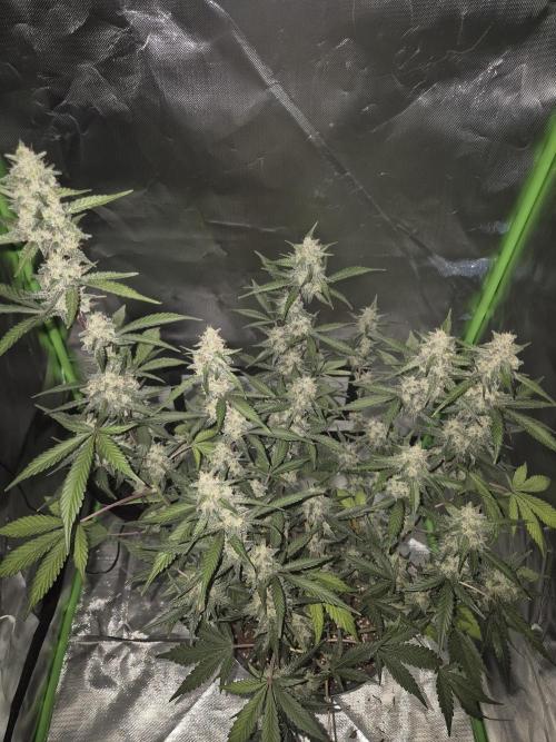 Gorilla Cookies Auto by FastBuds. Week 10