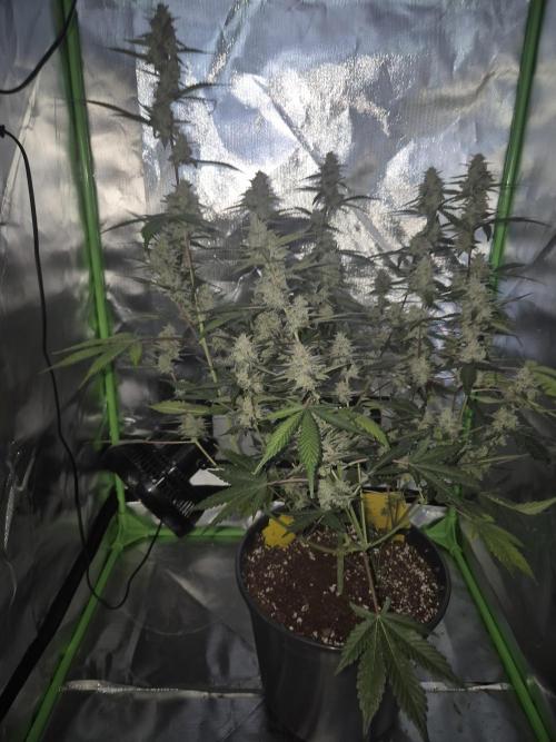 Gorilla Cookies Auto by FastBuds. Week 10