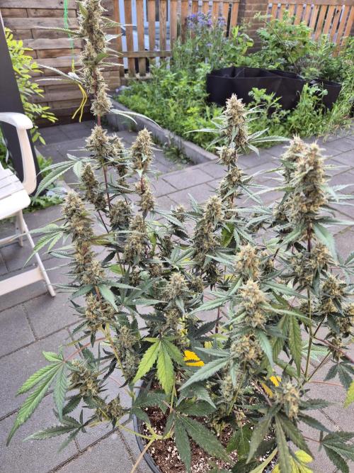 Gorilla Cookies Auto by FastBuds. Week 10