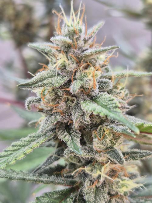 Gorilla Cookies Auto by FastBuds. Week 10