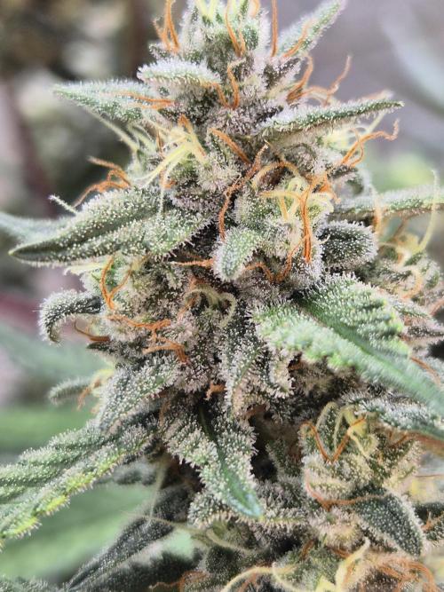 Gorilla Cookies Auto by FastBuds. Week 10
