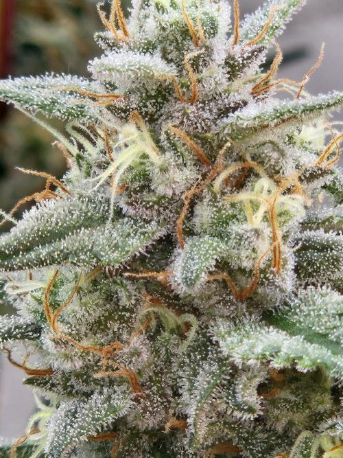 Gorilla Cookies Auto by FastBuds. Week 10