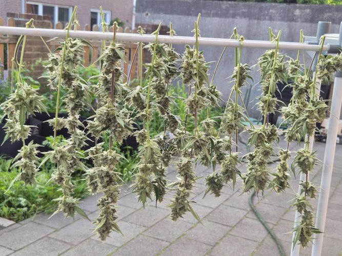 Gorilla Cookies Auto by FastBuds. Week 10