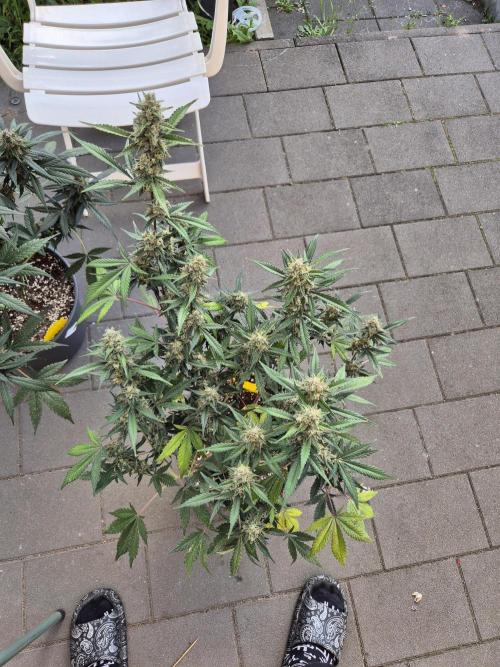 Gorilla Cookies Auto by FastBuds. Week 10