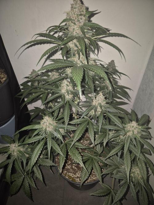 LSD-25 by Fastbuds🔆. Week 9