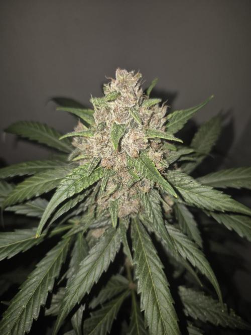 LSD-25 by Fastbuds🔆. Week 9
