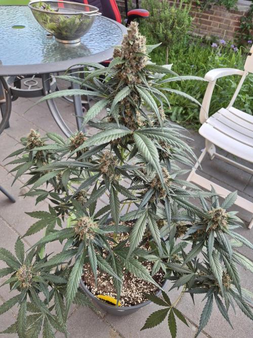 LSD-25 by Fastbuds🔆. Week 9