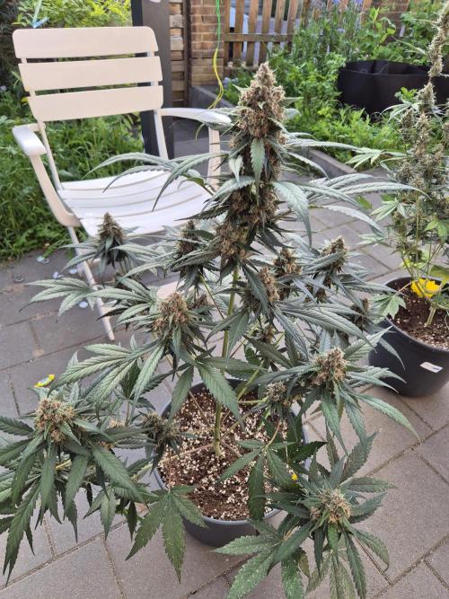LSD-25 by Fastbuds🔆. Week 9