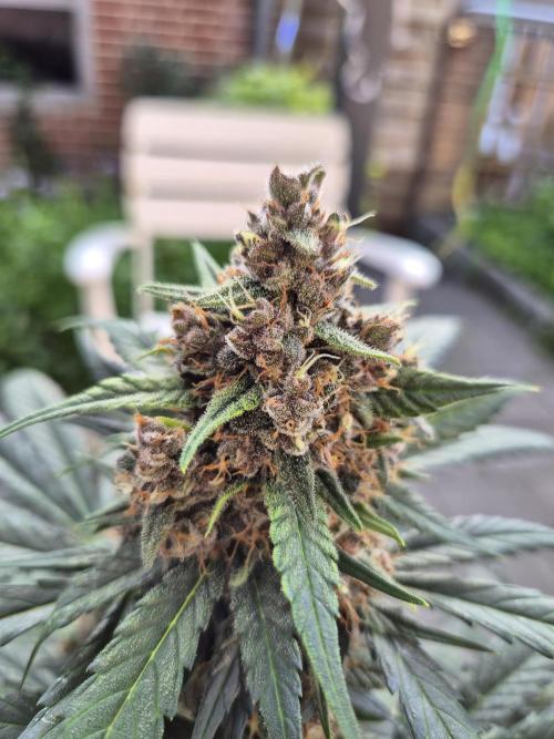 LSD-25 by Fastbuds🔆. Week 9