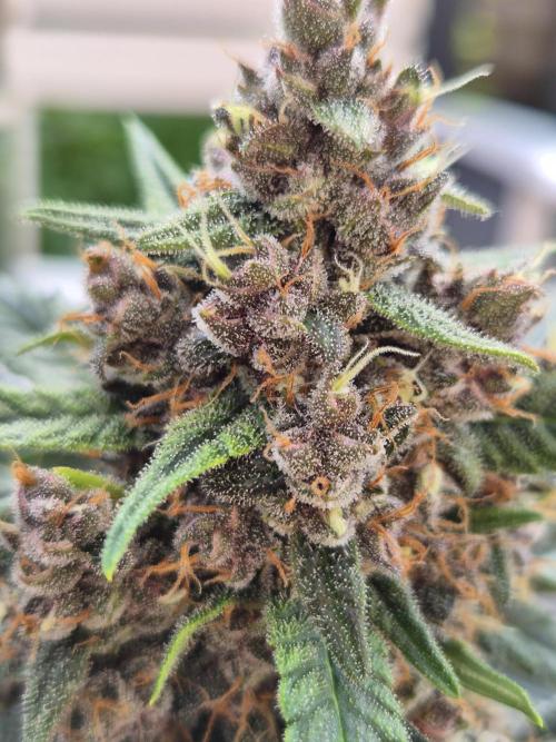 LSD-25 by Fastbuds🔆. Week 9