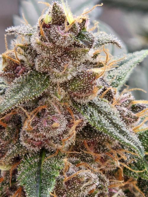 LSD-25 by Fastbuds🔆. Week 9