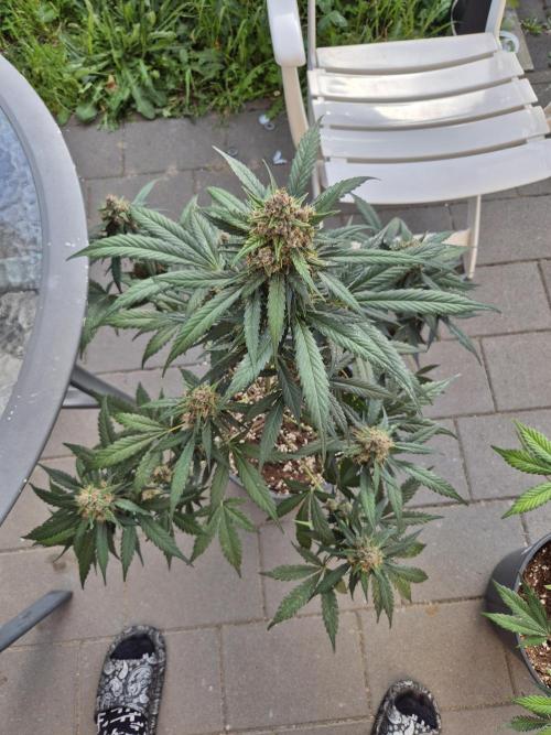 LSD-25 by Fastbuds🔆. Week 9