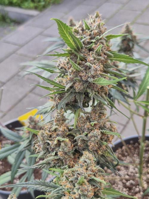 LSD-25 by Fastbuds🔆. Week 9
