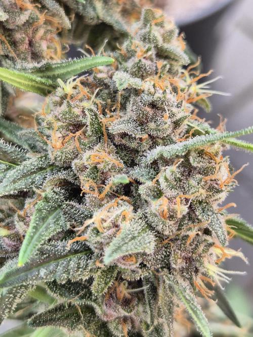 LSD-25 by Fastbuds🔆. Week 9