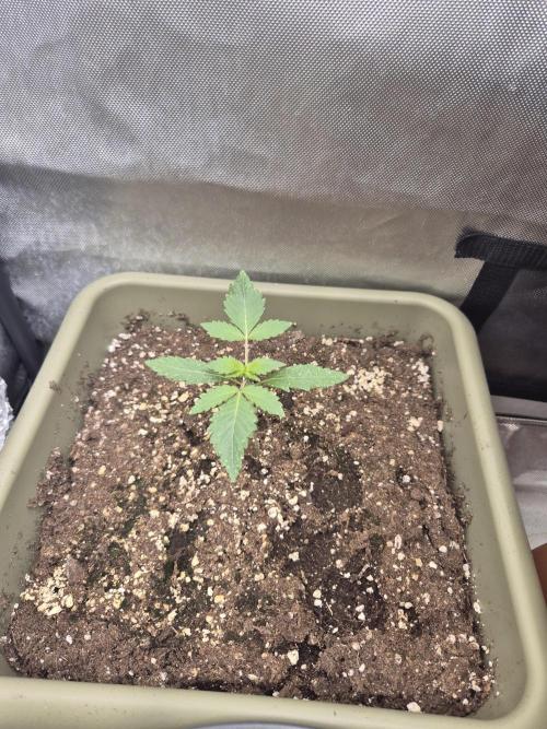 Mendo Cherry Cookies Auto. Week 2