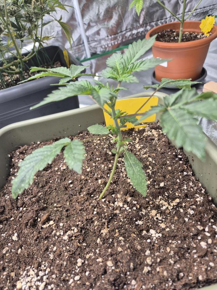 Mendo Cherry Cookies Auto(FastBuds). Week 3