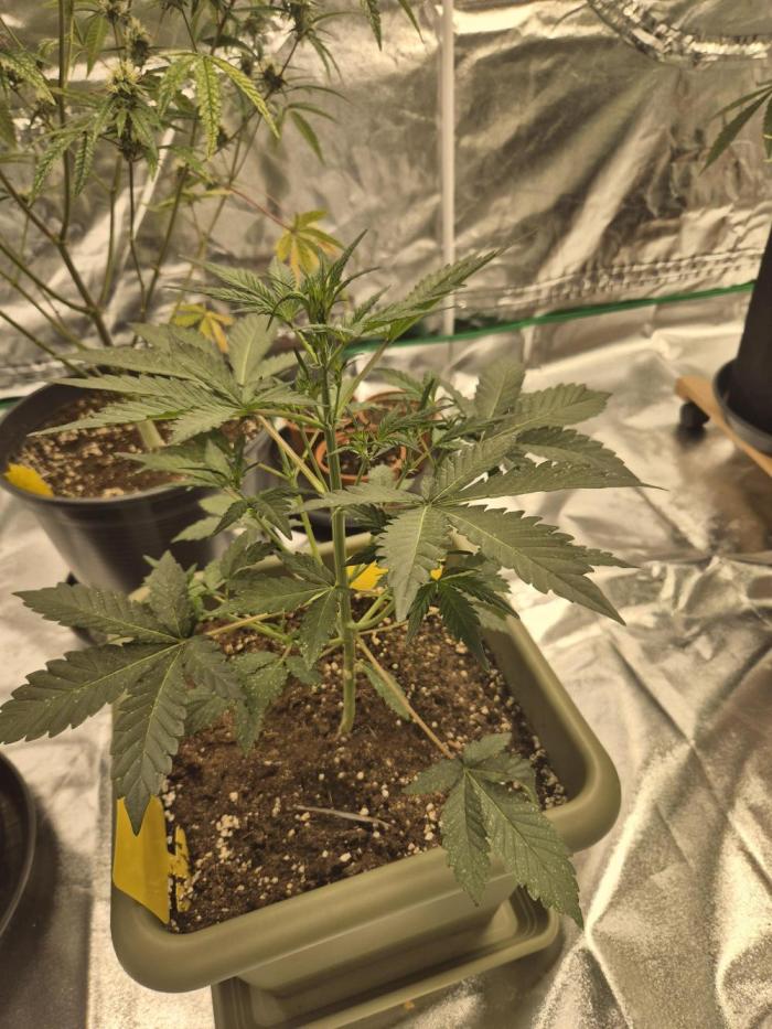 Mendo Cherry Cookies Auto(FastBuds). Week 4