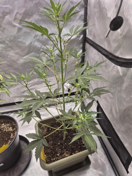 Mendo Cherry Cookies Auto. Week 5