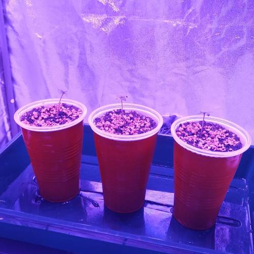 Blue Dream'Matic Grow. Week 1