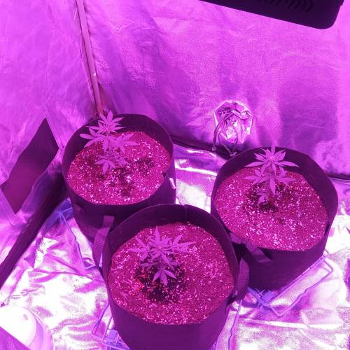 Blue Dream'Matic Grow. Week 5