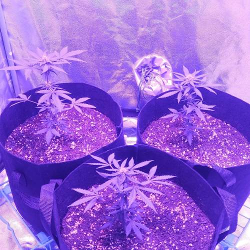 Blue Dream'Matic Grow. Week 6