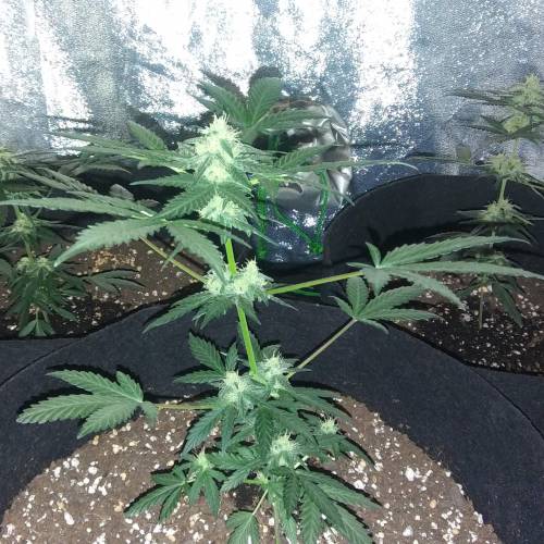 Blue Dream'Matic Grow. Week 7