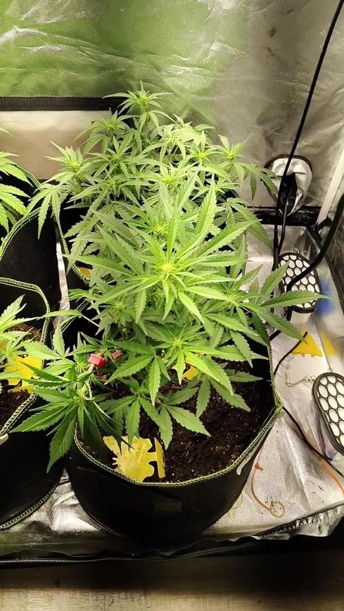 420fastbuds new strains