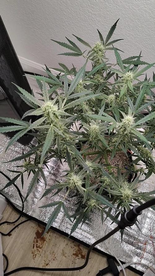FASTBUDS TEST STRAINS