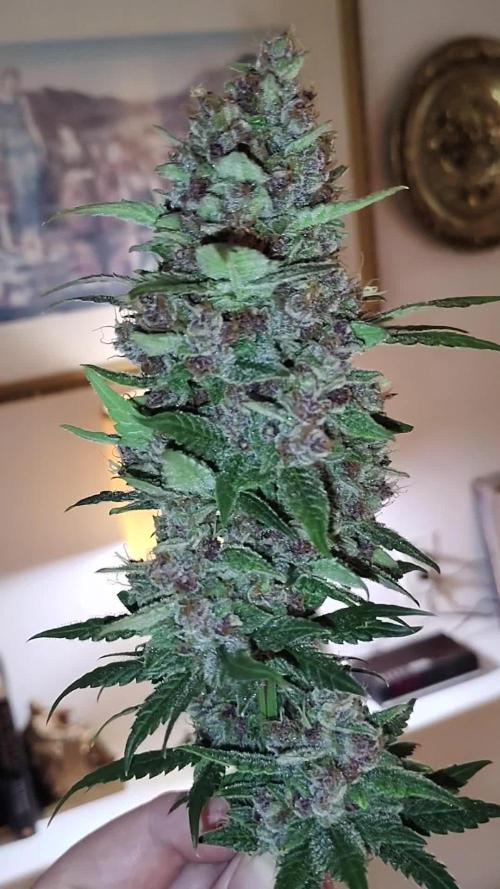 FASTBUDS TEST STRAINS