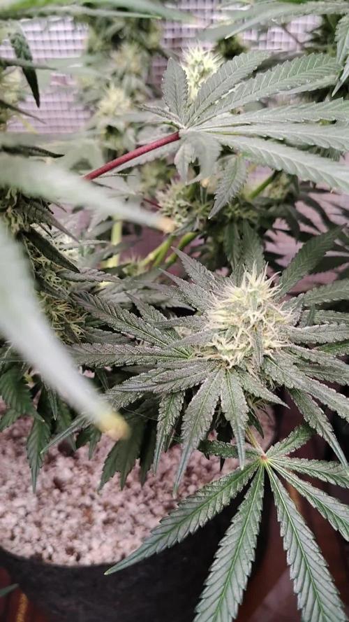 Cherry pie/ Canadian Breeder