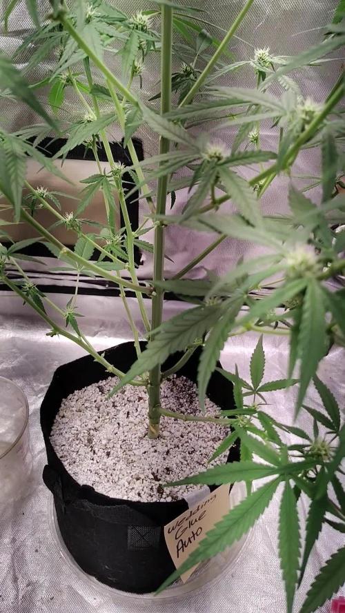 Fastbuds Indicas!