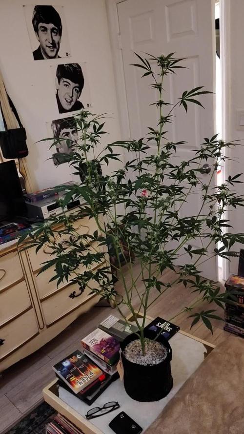 Fastbuds Indicas!