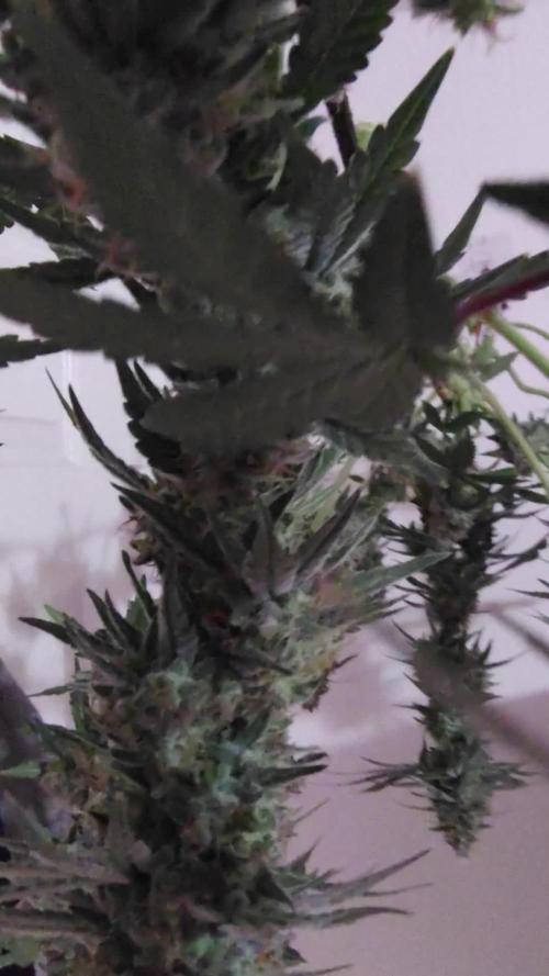 Cherry pie/ Canadian Breeder