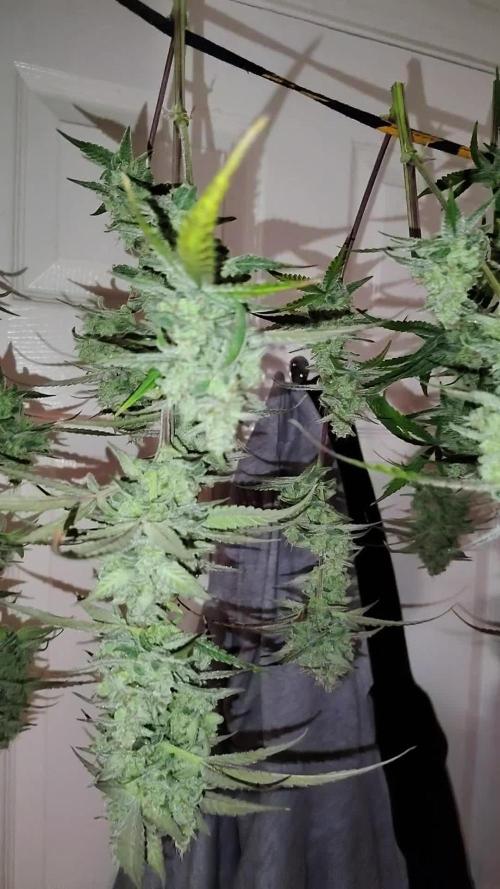 Fastbuds Indicas!