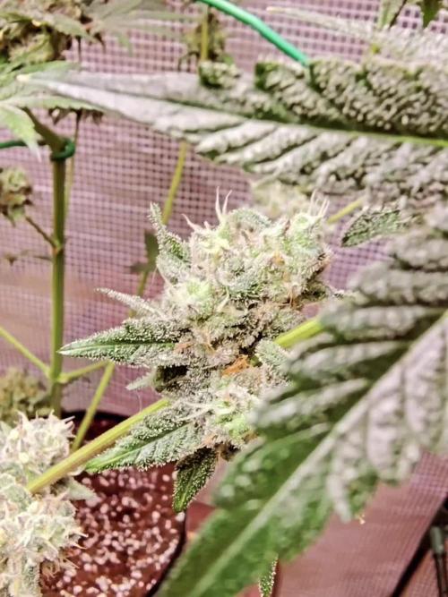 FASTBUDS NEW PHOTOPERIODS