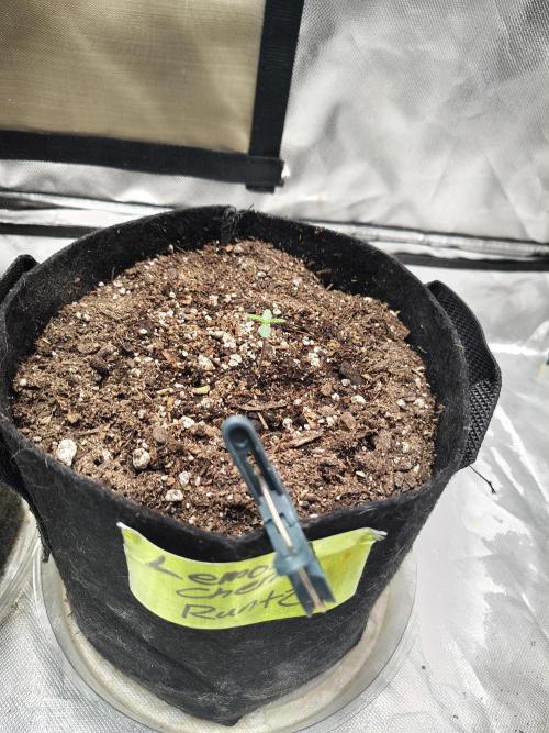 BPPRF3 upgrade and LCC. Week 0 - Lemon cherry cookies