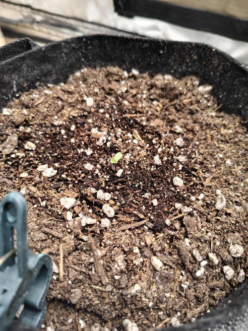 BPPRF3 upgrade and LCC. Week 0 - Banana purple punch RF3 