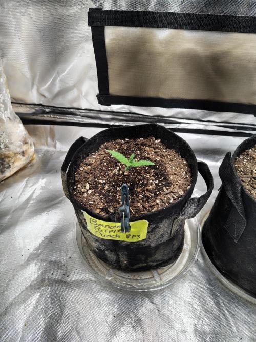 BPPRF3 upgrade and LCC. Week 1 - BPP RF3