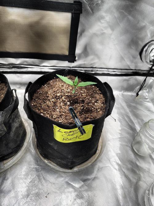 BPPRF3 upgrade and LCC. Week 1 - Lemon cherry cookies 