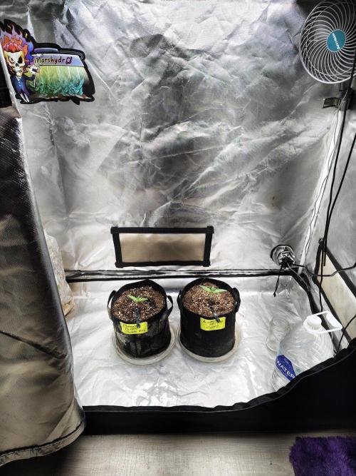 BPPRF3 upgrade and LCC. Week 1