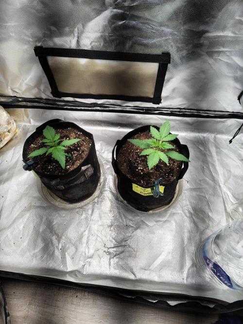 BPPRF3 upgrade and LCC. Week 2