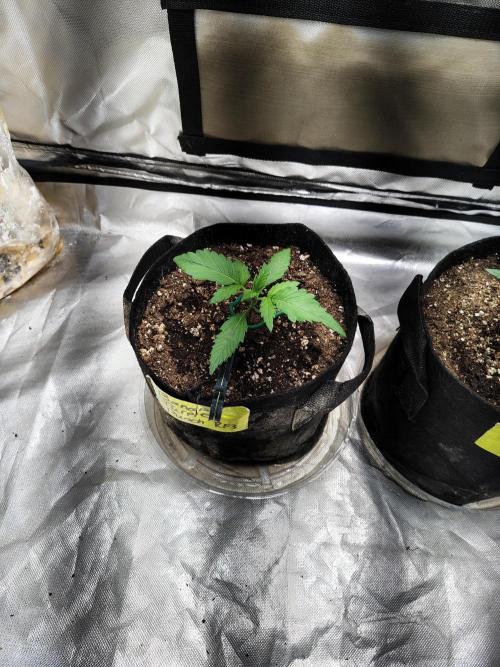 BPPRF3 upgrade and LCC. Week 2 - Banana purple punch RF3 