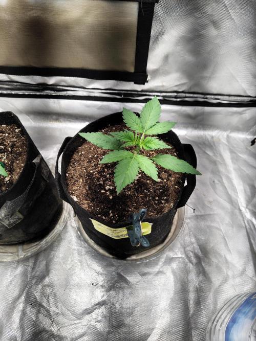 BPPRF3 upgrade and LCC. Week 2 - Lemon cherry cookies 