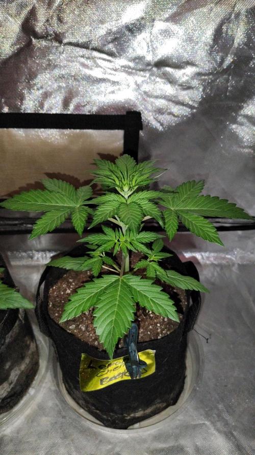 BPPRF3 upgrade and LCC. Week 3